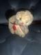 Hermann Bears Limited Edition Cat? Very Rare Very Beautiful