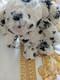 Jellycat Phobe Very Very Rare Not Made No More This Edition Is Not Being Made