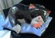 Lorna Bailey Very Rare Catnap Limited Edition No 37 Of 75
