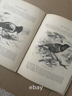 Histoires sur les oiseaux par M & E Kirby Livre Victorien Très Rare / Édition Rare