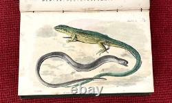 Reptiles britanniques très rares par M C Cooke publié en 1865 1ère édition