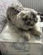 Steiff Lizzy Chat Maine Coon 36 Cm Très Rare édition Limitée 2008